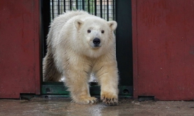 Спасенная медведица ждет гостей из «Единой России»